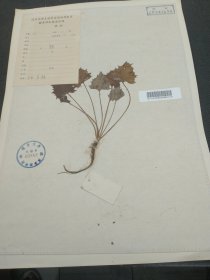 复旦大学生物学植物标本、腊叶标本采集记录，采集人陈声根（41*28.5cm） 标10