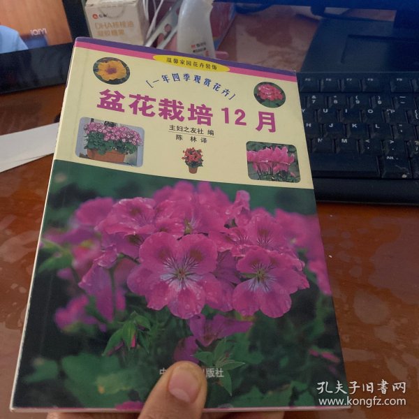 盆花栽培12月：一年四季观赏花卉