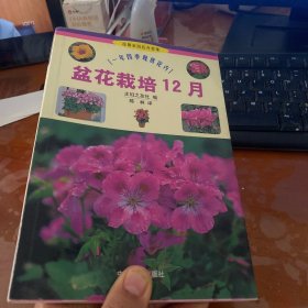 盆花栽培12月：一年四季观赏花卉