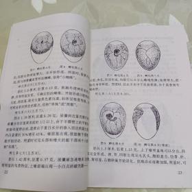 蛋鸡高产饲养问答