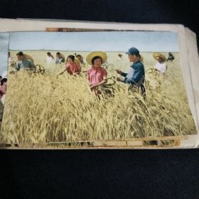 50年代绘画小画片：耕作人员在田间选特优种-使明年的小麦产量更加提高