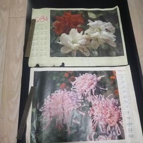 1984年四开花卉年历宣传画【《花之恋》+《菊花粉毛刺》】二张，(尺寸52x38cm)———更多年画请进店选拍选购！【位置：四开W22-17】