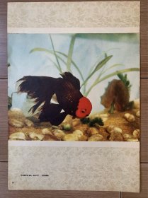 吴宝基摄影作品《朱顶紫罗袍金鱼》五六十年代老画片