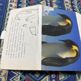 老明信片：帝企鹅9张送3张共12张
