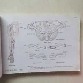 运动解剖学图谱(第3版)