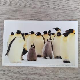 卡片——空白明信片   好利来总裁罗红摄影南极2007年11月
我们今天的世界，借自我们的子孙，也要完璧归还给子孙。