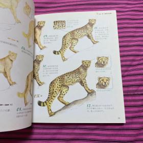 动物绘：38种可爱动物的色铅笔图绘