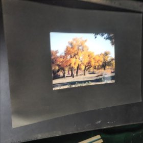摄影作品30：同一来源系列之景物照片一张(额济纳胡杨)，作者不同，彩色
