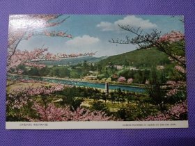 00818 日本 宇治名所  宇治川畔的 樱花 民国 时期 老 明信片