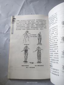 图解小型附石盆景制作与养护