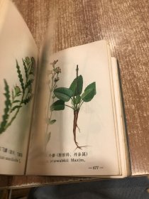 西藏常用中草药