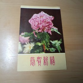 老画片–团菊（河北人民美术出版社）
