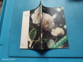 怎样种玫瑰