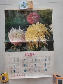 1980年挂历单张一菊花