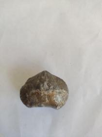 河蚌化石3.5cm*2cm