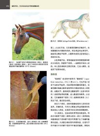 解剖列车:手法与运动治疗的肌筋膜经线(第4版)(美)托马斯·W.迈尔斯(Thomas W. Myers)编著