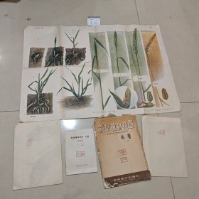 T6 栽培植物挂图小麦（全套三副带说明书1958年）