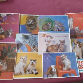 小猫明信片（10张）