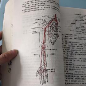 人体解剖学 第四版