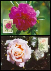1997年 集邮总公司 MC31 1997-17 花-玫瑰与月季 中国与新西兰联合发行 极限明信片 贴中国新西兰邮票各一枚