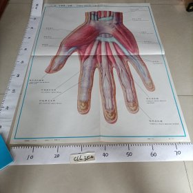 人体解剖挂图 运动系统 I一46手掌肌（浅层）