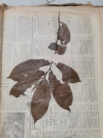 植物标本，无标本台纸.50327-84