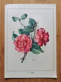李詠森绘！水彩画-山茶花