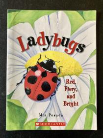 Ladybugs 原版童书绘本