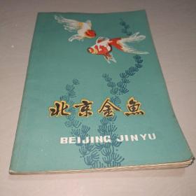 北京金鱼