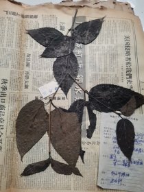 植物标本，无标本台纸.2150528-77
