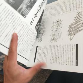 山野草药  创刊号  大量彩页介绍山中草药   日文版