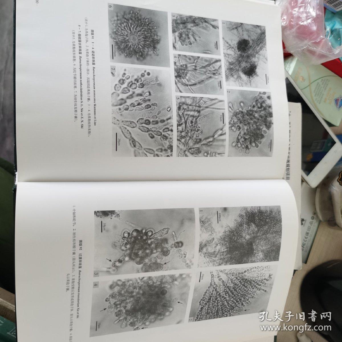中国谈水藻志（第十三卷）