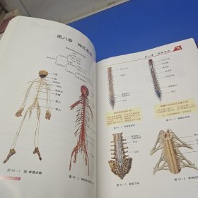 人体解剖学速记彩色图谱