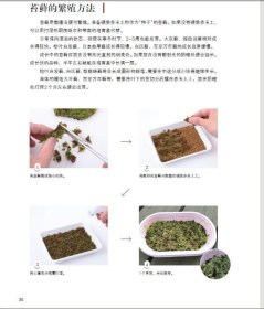 手心里的小森林：苔藓瓶微景观制作