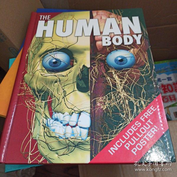 The human body