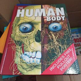 The human body