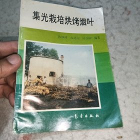 集光栽培烘烤烟叶