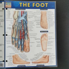 The Foot (World's #1 Academic Outline)