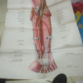 人体解剖挂图 局部解剖Ix一23，前臂前面的肌肉、血管和神经(3)
