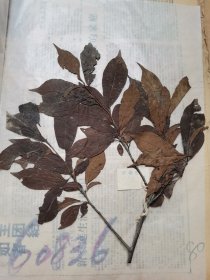 植物标本，无标本台纸.50327-81