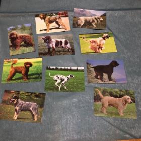 世界名犬明信片10张（箱7）