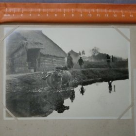 03508 民俗 农家 水牛 亚东印画辑 照片大小11*15.3cm 民国 时期 老照片