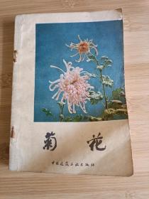 菊花 菊花种植 菊花品种 菊花历史