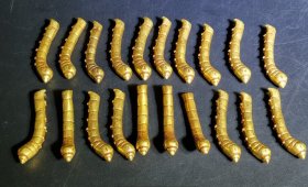 个人旧藏 铜鎏金金蚕  标价为1枚，共二十枚
蚕通长6.2厘米，首尾八个腹节，昂首吐丝或休眠状，神形兼备，尺度如真。