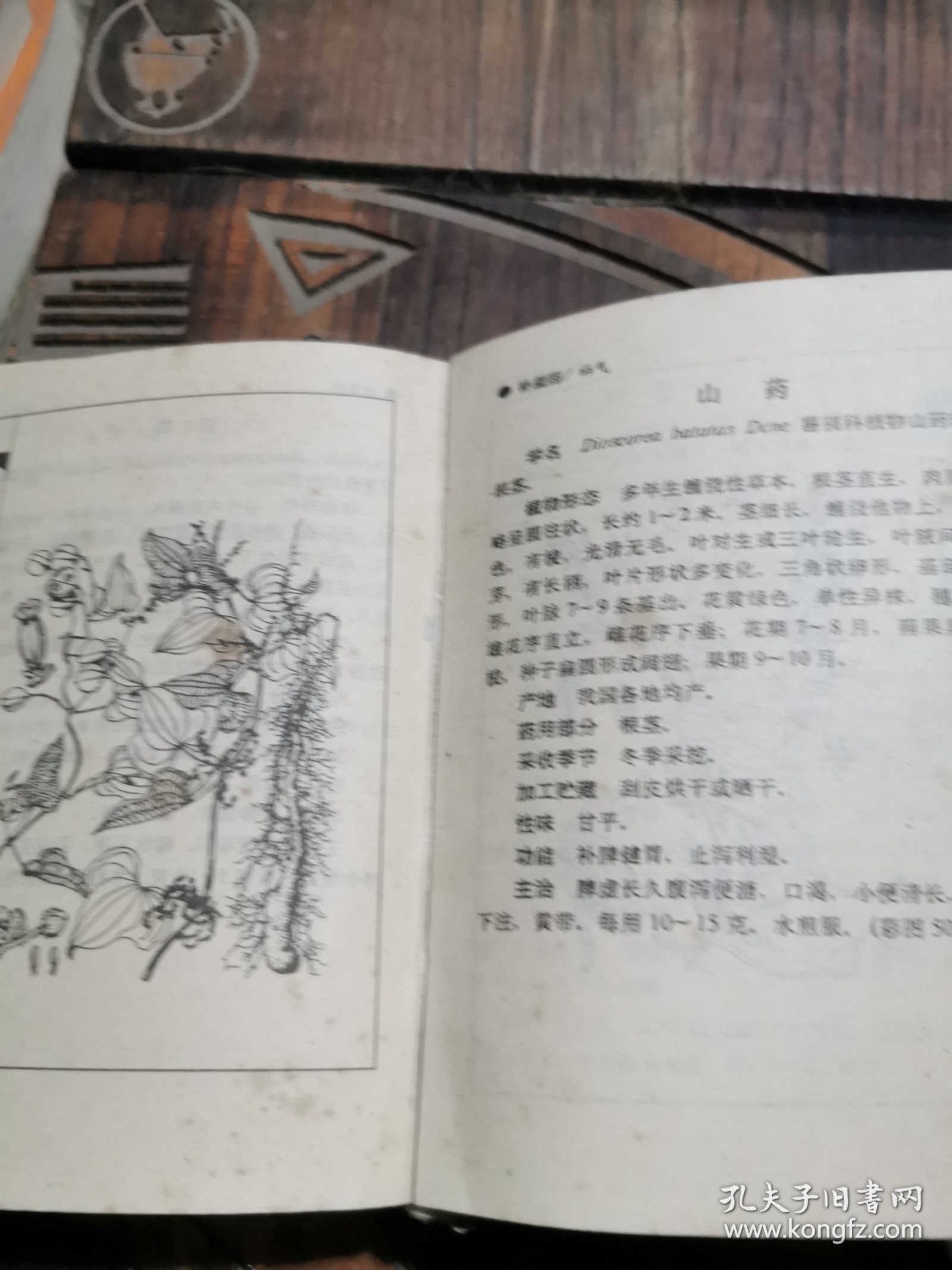 袖珍中草药图本