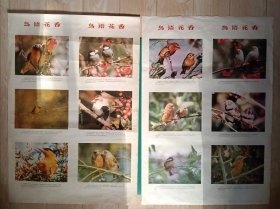 【鸟语花香】——孔网少见2开花鸟年画《鸟语花香》一套2张，张词祖摄、编。天津人民美术出版社出版(1987年8月印）——更多年画请进店选拍选购！(收藏佳品，不带框圆筒邮寄)！【H1164】