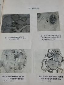 邹记兴教授武汉大学学位论文：外源雄性激素对黄鳝性逆转的影响及其h-y抗原和血清蛋白的研究  签名赠送本