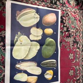 五年制小学课本自然第二册教学挂图 上  6和7 二副 菜豆种子和幼苗 种子的特征