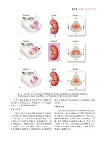 超声诊断学：腹部及浅表器官（翻译版）