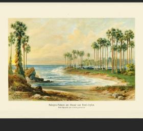 1894年彩色套色石印版画棕榈树